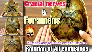 Skull anatomy | foramens and cranial nerves | Isha Srivastava ll @anatomyateasiest3301 ll osteology