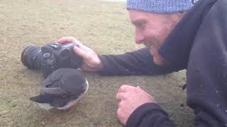 Curious Puffin Bird Inspects Camera as Photographer Tries to Click a Picture - 1041042