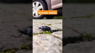 monster beetle