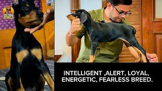 Most Suitable GUARD DOG BREED for Indian Climate 