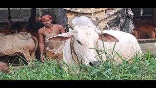 Swapan Ghosh Dairy Farm ️ 2021Full Farm tour️