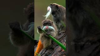 Emperor Tamarin  Wincent   1wFbs #monkey #nature #wildlife