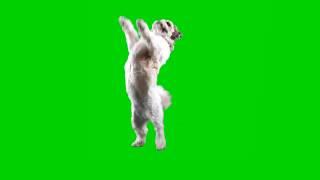 green screen dog