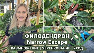 Филодендрон Narrow Escape | Размножение | Уход