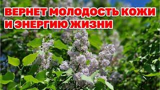 БОЛЬ В СПИНЕ СНИМЕТ КАК РУКОЙ ОЧИСТИТ ОРГАНИЗМ ВЕРНЕТ МОЛОДОСТЬ  @natureMarusya