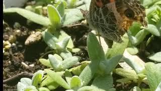 American Lady  Laying Eggs