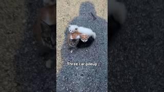 Funny animal videos I found on Instagram and Tiktok #shorts #funnyanimals #cat #funnypets #funny