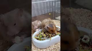 Hamster staple food must be rich. Hamster nutritious food. New hamster raisers refuse dregs.