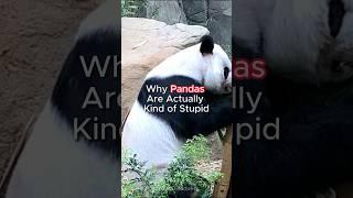 Why Pandas Are Actually Kind of Stupid #panda #discovery #natural #antsdiscovery #animals