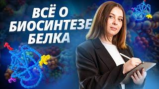 Как решать задание №27 на БИОСИНТЕЗ БЕЛКА для ЕГЭ по Биологии I Умскул