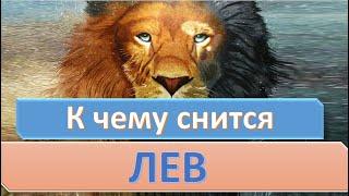 К чему снится ЛЕВ (ЛЬВЕНОК) | СОННИК