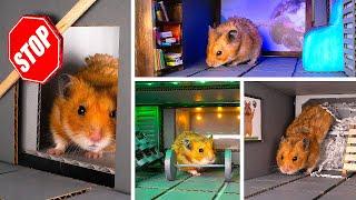 Bau einer sicheren Hamster-Hütte aus Pappe