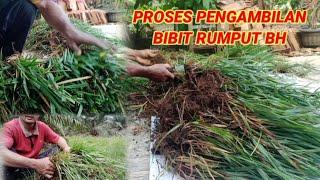 BIBIT RUMPUT BH,PESANAN SUBSCRIBER DARI PASAMAN BARAT.