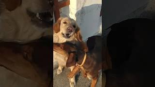 Dobo the Chimpanzee & Tequila the great#youtube#shorts#viral# golden retriever #Doberman #dogs#funny