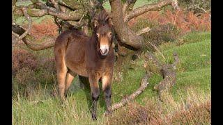 Going on a wildlife safari on Exmoor!