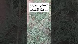 تستخرج السهام من هذه الاشجار