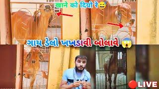  અમારે ઘરે દરરોજ ગાય આવી ડેલો ખખડાવી બોલાવે |  Live | Live Amare Ghare Daroj Gay Aavi Door Khole