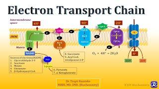 2: Electron Transport Chain | Biological Oxidation | Biochemistry | N'JOY Biochemistry