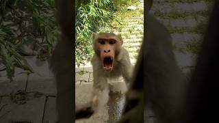 bandar | monkey | monkey video | bandar ka hamla | monkey attack | angry monky | gusse wala bandar