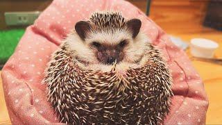 I went to a hedgehog cafe 