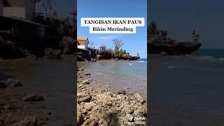 Viral, tangisan ikan paus dari dasar laut.