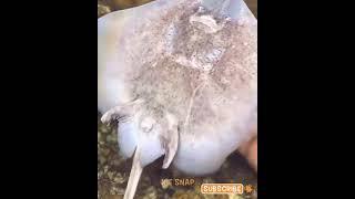 Catching Seafoods  Fresh Water and Sea Creatures | Oddly Satisfying Video