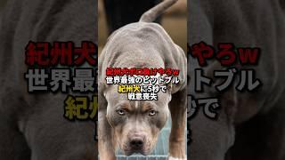 「世界最強に勝てるはずないw」世界最強の闘犬ピットブルが紀州犬に襲い掛かった結果…