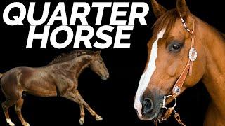 8 Facts You Didn't Know About the American Quarter Horse