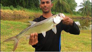 Catching Tarpon and Snook with live shrimp - Creek fishing in Suriname