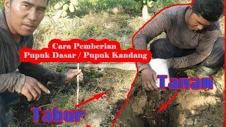 Pemberian Pupuk Dasar / Pupuk Kandang - sehat hasudungan girsang