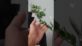 Pengelosan bonsai sancang mini