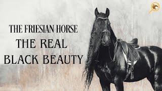 THE FRIESIAN HORSE - THE REAL BLACK BEAUTY I EXPLORE HORSES