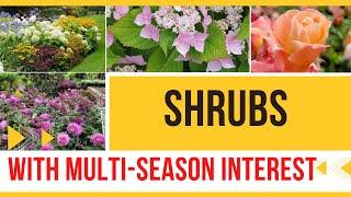 Best shrubs for small gardens | Shrubs with multi-season interest | Compact flowering shrubs