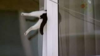 Cat Gets Stuck in Window