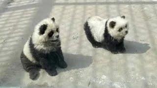 They Painted Dogs To Look Like Pandas