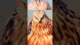 the look of these birds ️ #foryou #viralshort #viralvideo #aura #skull #funk #birds