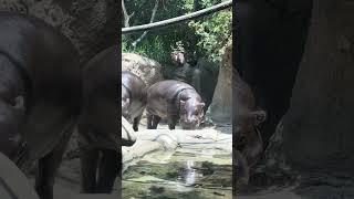 Hippos at the San Diego Zoo Summer 2024