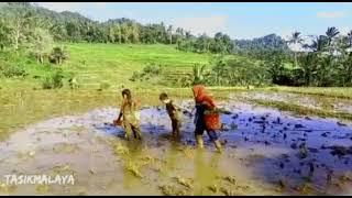 SUASANA KAMPUNG | BERMAIN DI SAWAH | KAMPUNG YANG INDAH #tasikmalaya #kampungjawabarat #indonesia