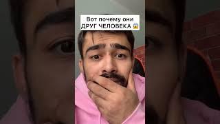 Вот почему они друзья человека | Грустное эмоциональное видео | Тик Ток #Shorts