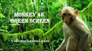 Monkey live action 1080p Green Screen