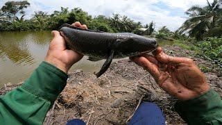 Câu Lure Cá Lóc. Thử Thách 1 Ngày Câu Nhái Hơi Trúng Mánh Nhiều Cá To || Tinh Lure 94