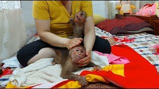 Mother rubs coconut oil for the baby monkey