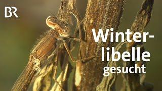 Geheimnisvolle Insektenwelt: Den Winterlibellen auf der Spur | Natur | Schwaben & Altbayern | BR