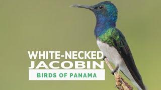 White necked Jacobin