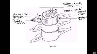 Video 10 - Nervous System - Spinal Cord Anatomy