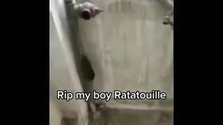 Rip My Boy Ratatouille #shorts