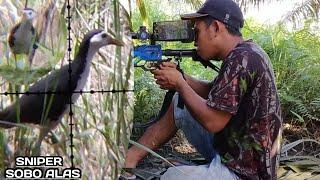 nyanggong ruak ruak// burung penghuni rawa//sniper sobo alas