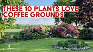 These 10 plants love coffee grounds! Using coffee as fertilizer in the garden!