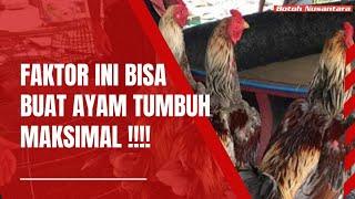 Inilah faktor penting yang mempengaruhi pertumbuhan postur badan ayam bangkok