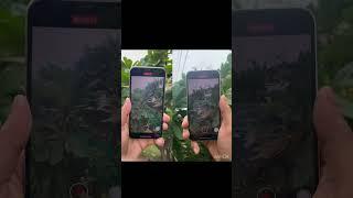 iPhone 12mini vs iPhone xs video recording compression  #shorts #shortvideo #Technicalgoat